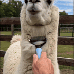 Limited Promo: Buy the Pet Grooming Comb & Get the Sticky Roller Free — 100% Hair-Free Pet & Home