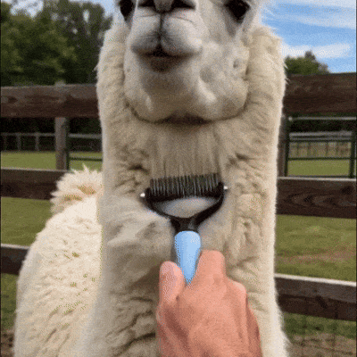 Limited Promo: Buy the Pet Grooming Comb & Get the Sticky Roller Free — 100% Hair-Free Pet & Home